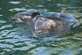 413,357 likes · 4,434 talking about this. Seaworld Goes After Locals With New Discovery Cove Ticket Deal Blogs