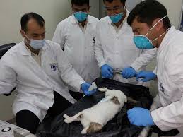 Please note male or female, dog or cat in your request and include your name, address, and phone number. 314 Stray Cats Caught In Dubai This Year Health Gulf News
