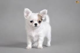 The symptoms of these eye problems include watery eyes, a lighter color of the pupil, or a discharge from the eye that is very full of fluid. Breathing Problems In The Chihuahua Pets4homes
