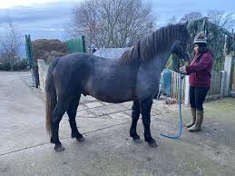 Palomino buckskin horses connemara pony pony breeds horse ears ponies heaven animals sport. Class 1 Buckskin Connemara Stallion Stallions Online