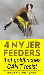 The feeders you'll need will depend on the types of birds you'd like to attract: Pin On Butterfly And Bird Garden