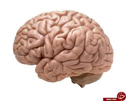 معرفی قدرت های جادویی مغز انسان باور های اشتباه درباره قدرت مغز Human Brain Brain Tumor Brain Health