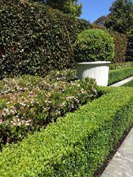 Indian Hawthorn Shrub Raphiolepsis Spring Pearl Planted In Front Of Lilly Pilly Hedge Hedges Landscaping Garden Design Country Garden Design