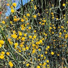 Image result for Acacia lasiopetala