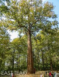 What Is Teak Wood East Teak Teak Teak Lumber Teak Wood