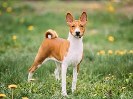 The very best of bow wow for free, and see the artwork, lyrics and similar artists. Amedelyofpotpourri Basenji Samoyed Mix