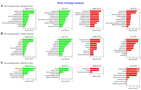 Functional Enrichment Analysis Bar Plots Representing Gene Ontology Download Scientific Diagram