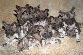 African dog has monkey dinner. Ten 10 African Wild Dog Puppies Born At Brookfield Zoo Zooborns