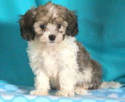 They are sometimes called poovanese, havanoodle or havadoodle. Havapoo Puppies For Sale Puppy Adoption Keystone Puppies