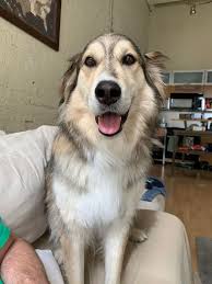Check spelling or type a new query. Dog For Adoption Max An Alaskan Malamute German Shepherd Dog Mix In Mountlake Terrace Wa Petfinder