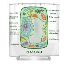 Check spelling or type a new query. Plant Cell Shower Curtain For Sale By Gwen Shockey