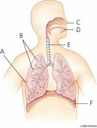 Organ Alat Sistem Pernapasan Pada Manusia Manusia Biologi Gambar