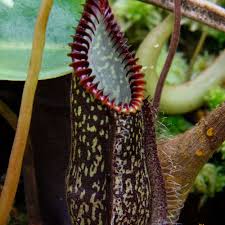 Image result for Nesaea heptamera