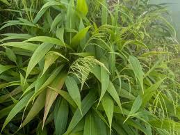 Image result for Setaria homonyma