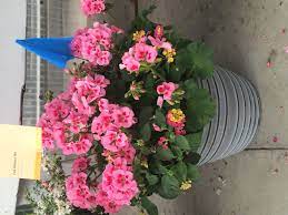 Pin On Lowes Gardening Projects