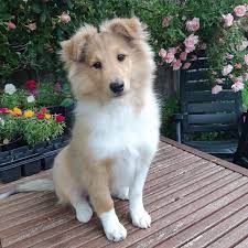 Met Welk Ras Wordt Jouw Hond Verward Hondenforum