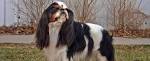 English Toy Spaniel Puppies For Sale - AKC PuppyFinder