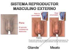 Check spelling or type a new query. 9 Ideas De Sistema Reproductor Sistema Reproductor Sistema Reproductor Femenino Aparato Reproductor Femenino