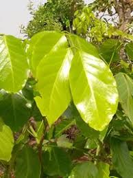 Image result for Isoberlinia tomentosa