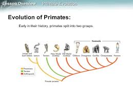 Primate Evolution