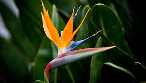 Image result for Strelitzia