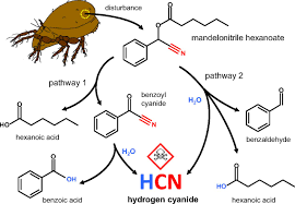 Storage And Release Of Hydrogen Cyanide In A Chelicerate Oribatula Tibialis Pnas