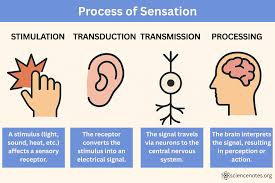 Image result for Sensation
