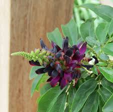 Image result for Thunbergia reticulata