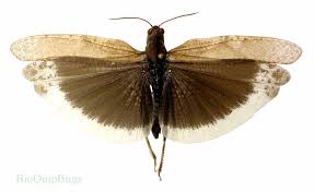 Image result for Dissotis caloneura