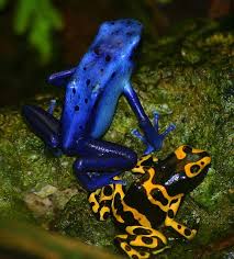 Black And Yellow Dart Frog Dart Frogs Dart Frog Frog Cute Frogs