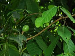 Image result for Beilschmiedia michelsonii