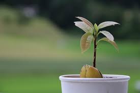 Avocado trees grow best when planted in the ground if you can provide these growing conditions. How Tall Does An Avocado Tree Grow Indoor Home Garden