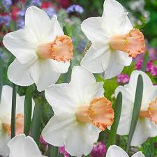 Narcissi Skype Parkers Wholesale Garten