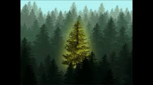 Of sitka spruce in britain. The Golden Spruce Youtube