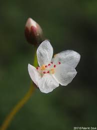 Image result for Nesaea linearis