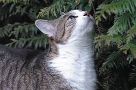 Luxus vermisstenanzeige katze vorlage solche konnen anpassen fur ihre wichtigsten inspiration dillyhearts com : Tasso Suchplakat Kostenlos Bestellen Tasso