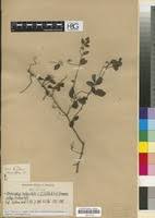 Image result for Rhoicissus tridentata