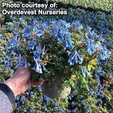 Image result for Corydalis