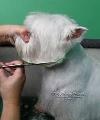Below Is A Description And Pictures Of The Way That I Groom My Customers Westies Pet Grooming A Dog Grooming Styles Pet Grooming Dog Grooming Business