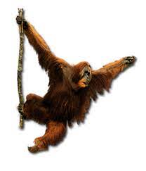 Explore and download more than million+ free png transparent images. Orangutan Png