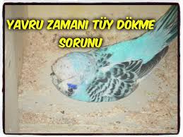 Disi Kusun Kulucka Sirasinda Tuy Dokme Sorunu Youtube