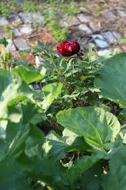 This can be any time from october to february. Moving My Tree Peony Kaoukamon Maroon Cultivate Simple