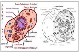 Animal cells consist of an outer cell membrane filled with cytoplasm and microscopic organelles. What Would Happen If Nucleus Is Removed From The Cell