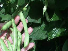 How to cook pole beans from the garden. How To Cook Green Beans From The Garden Youtube