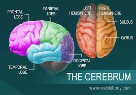 The Human Brain