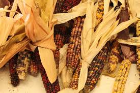 We did not find results for: How To Grow And Dry Indian Corn Dengarden