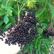 Shop.alwaysreview.com has been visited by 1m+ users in the past month Planting An Elderberry Hedge Coffee Chlorophyll