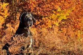 For sale, great dane puppies two males one female. Great Danes When They Cross The Rainbow Bridge The Living Urn