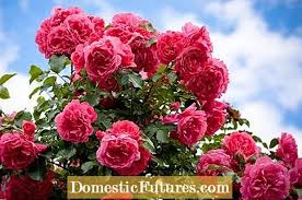My experience growing heirloom roses taught me that the plants look lovely in the spring when they are blooming and have all of their leaves, but by summer both the flowers and the leaves are. Heirloom Old Garden Rose Bushes Hvad Eru Old Garden Roses Gardur 2021
