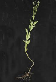 Image result for Adenostemma afrum